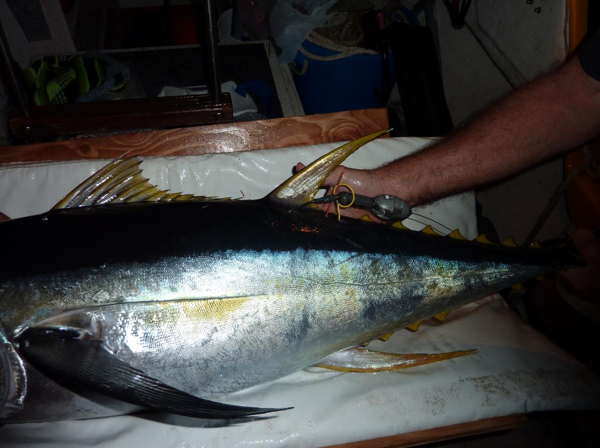Marlin Tagging Cradle